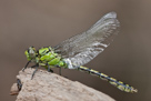 Ophiogomphus cecilia